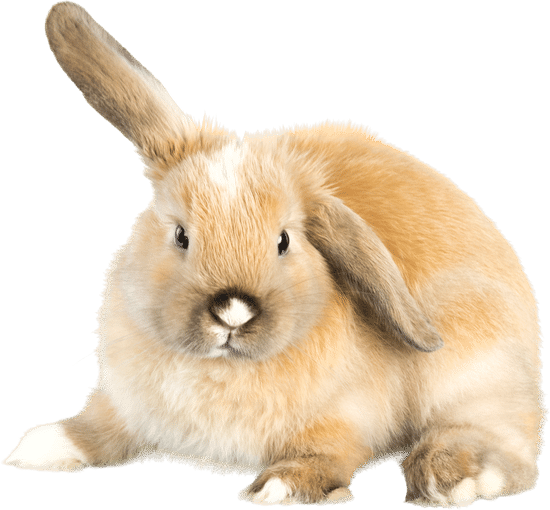 canva lop eared rabbit with one ear up