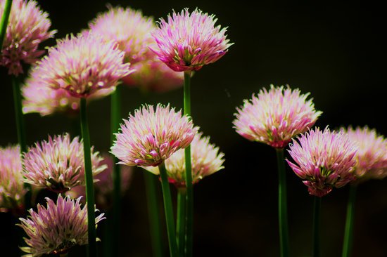 canva macro chives MADFNdwF5J4