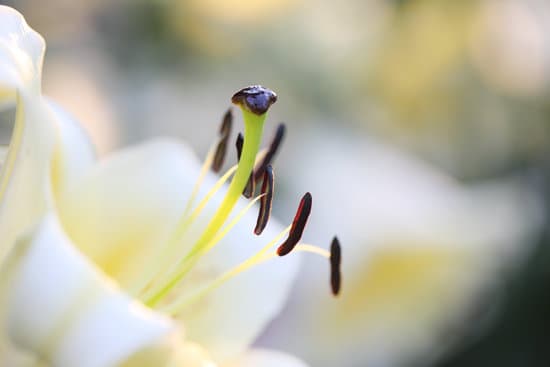canva macro closeup of a white lily flower MAEQW89AYSM