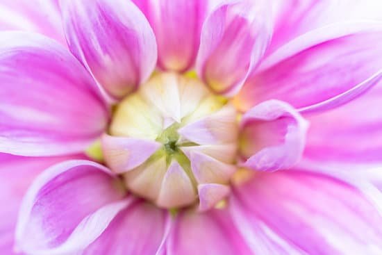 canva macro of a pink dahlia MAD9Ao3t7lI