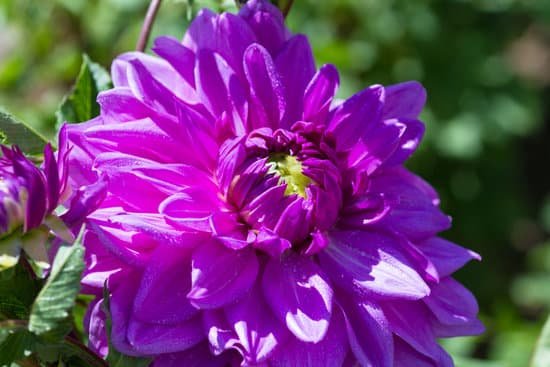 canva macro of a purple dahlia