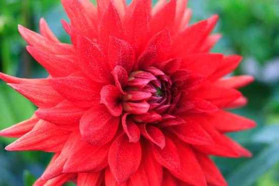 canva macro of a red dahlia MAD8Wih6UV0