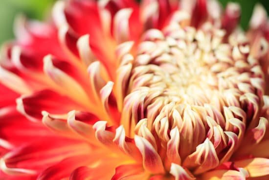 canva macro of a red dahlia MAD8WoDXLkM