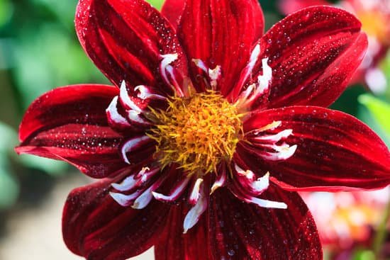 canva macro of a red dahlia MAD8Wq2tXeM