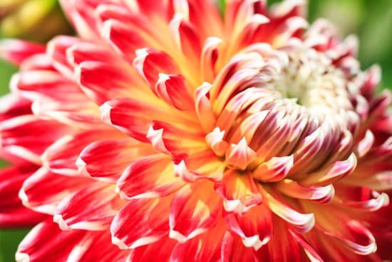 canva macro of a red dahlia MAD8Ws fFEE