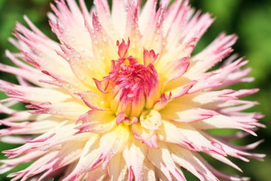 canva macro of a white and pink dahlia MAD8WlNY1BQ