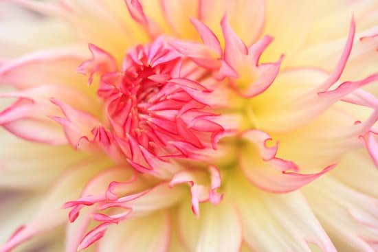 canva macro of a white red dahlia MAD8Wga9IOY