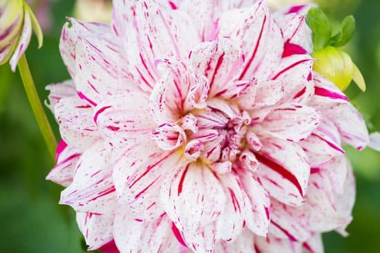 canva macro of a white red dahlia MAD8WqpmgTA