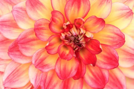 canva macro of a yellow and red dahlia MAD8WpXFfZM