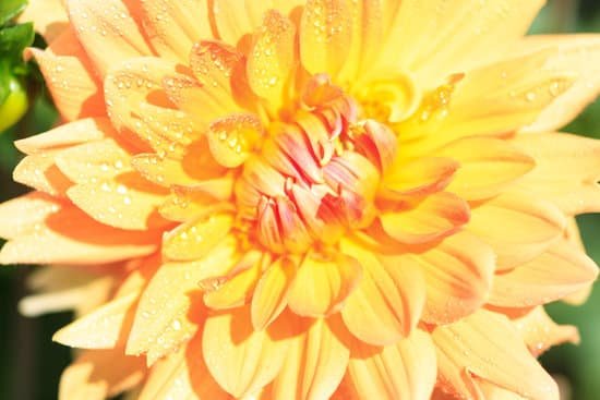 canva macro of a yellow dahlia MAD8WpqVjLY