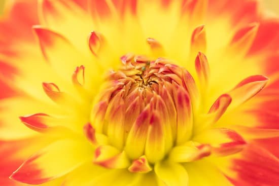 canva macro of a yellow dahlia MAD9AsMXIQY