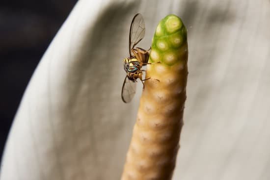 canva macro photo of fruit flies drosophila melanogaster in top of lily flower. macro bug and insect world. MAEKrII8G20