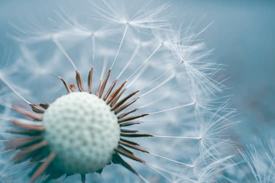 canva macro shot of a dandelion MAEYJSLXNlM