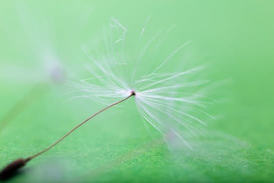 canva macro view of dandelion flower MAD Mepij2w