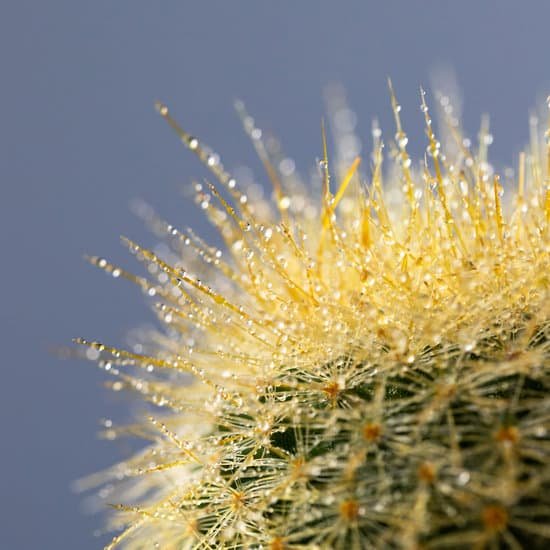 canva mammillaria cactus with water droplets on grey background MAEA0kHK qU