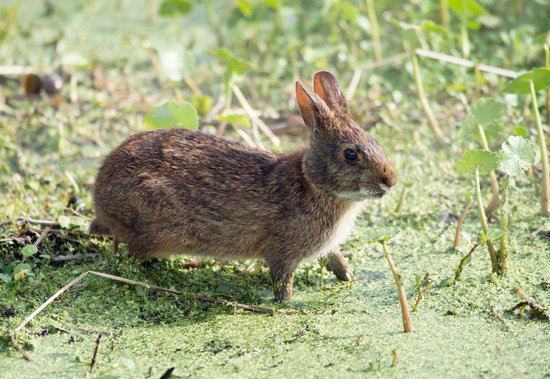 canva marsh rabbit in florida wetlands MADGrU1jwB4