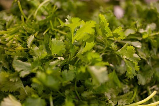 canva massive fresh cilantro MADUPXJHDJU