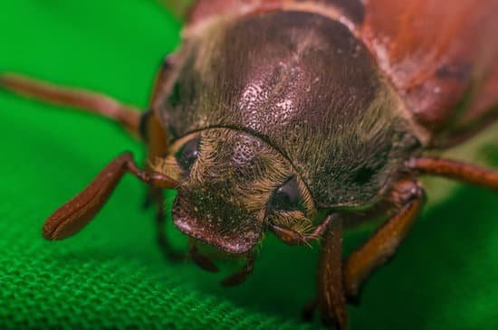 canva may june bug cockchaferbeetle MADAb2CUpVQ