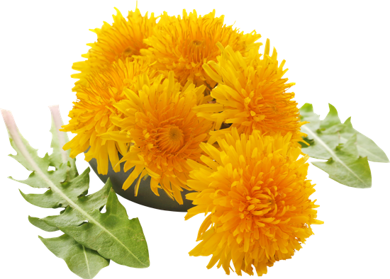 canva medicinal dandelion flowers and leaves MAELGvpOqg4