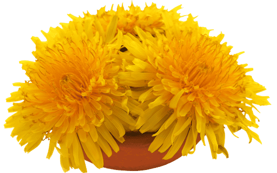 canva medicinal dandelion vector MAEO9EfWGtg