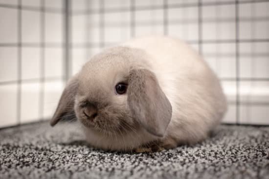 canva mini lop rabbit MAEIt4zLa4w