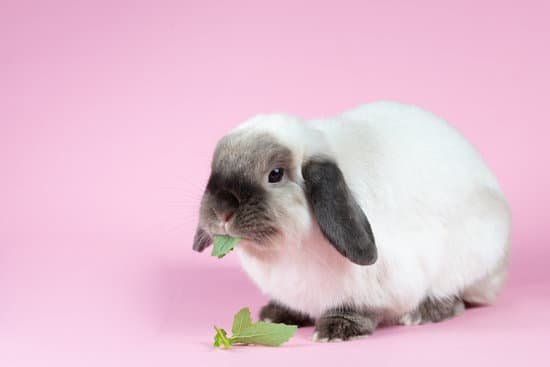 canva mini lop rabbit on isolated background MAEIt7ck4Vk