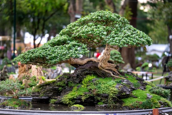 canva miniature landscape with a bonsai tree MAEhCD9wGQk