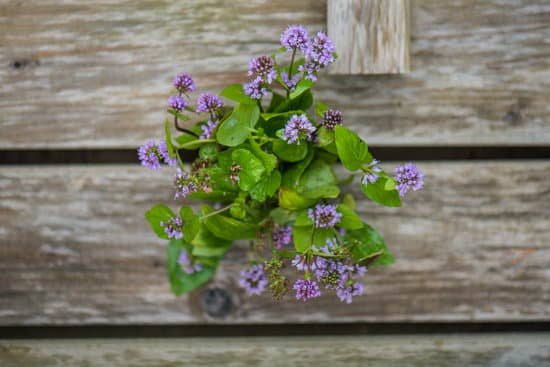 canva mint basil flowers MAEFmtvYjqM