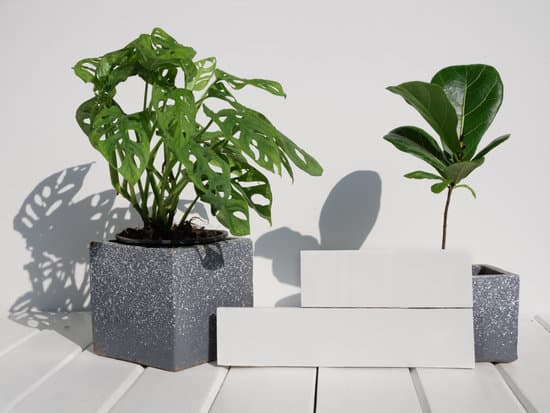 canva monstera obliquafiddle fig in concrete pot with two long cards MAEbcNXQe1c