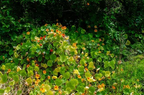 canva nasturtium climbs the banks of spittal pond bermuda