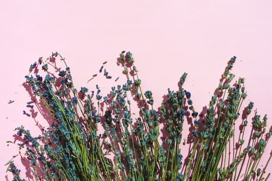 canva natural lavender on pink background