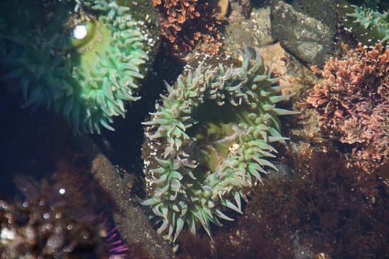 canva neon green sea anemone MABT9eTpftw