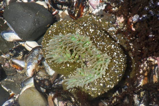 canva neon green sea anemone MABVRJl dnI