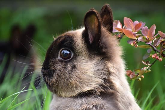 canva netherland dwarf rabbit