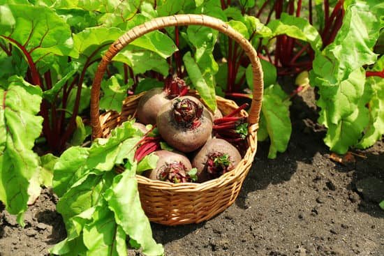 canva newly harvested beets in a basket MAD MTQaBHw