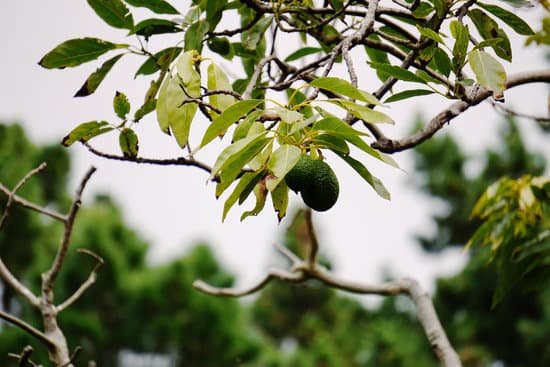 canva old avocado orchard avocados growing on a tree MADapPgnh 4