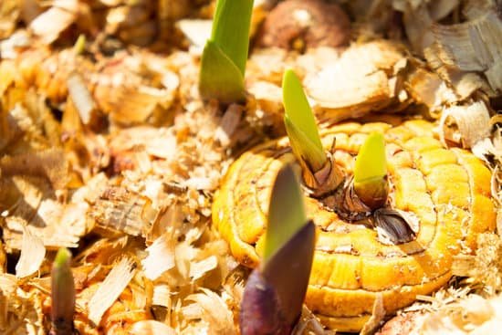canva orange gladiolus bulbs with young green sprouts in wet sawdust