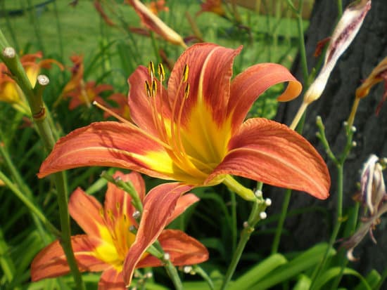 canva orange lily in the garden MAEFeQC1IlI