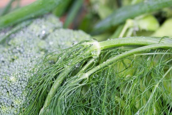 canva organic fennel MAC9IlqQ37M