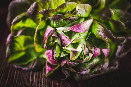 canva organic red oakleaf lettuce MAECKYYZEgI