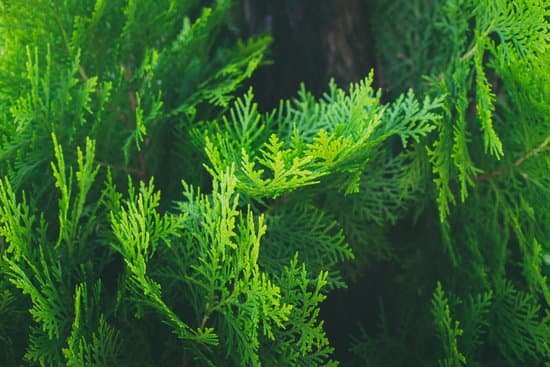 canva oriental arborvitae chinese arborvitae. nature dark green background MAEFEl3lq8c