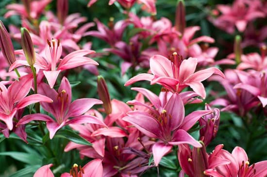 canva oriental lily MAEFl39yuuU