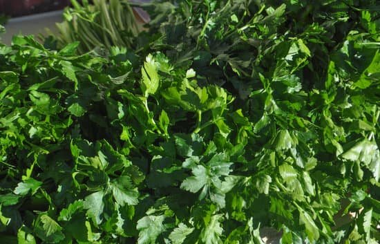 canva parsley aka cilantro MAC8T6vNFUA