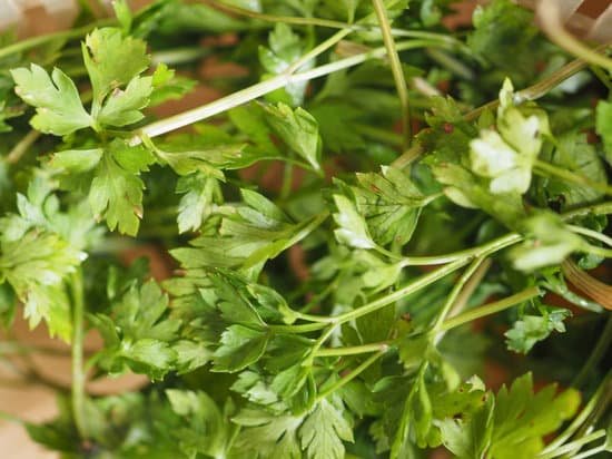 canva parsley aka cilantro MACoT5orhfc