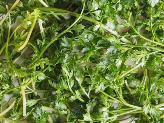 canva parsley aka cilantro
