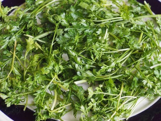 canva parsley aka cilantro MACzQZHoFok