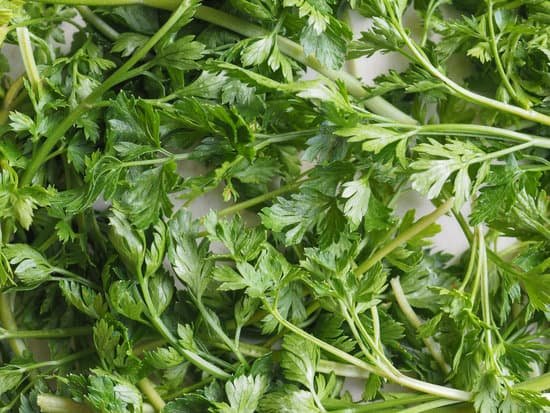 canva parsley aka cilantro MACzr1riHBY