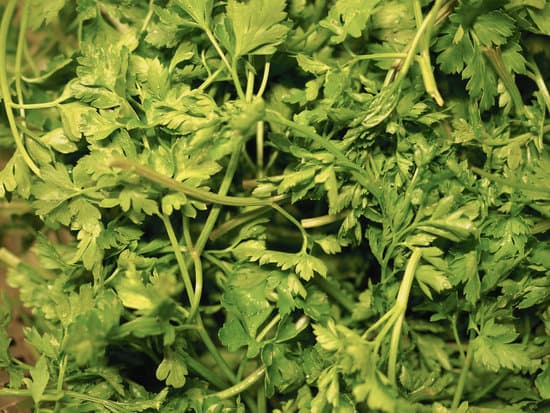 canva parsley aka cilantro MAEWrbEHXEQ