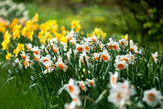canva patch of daffodils MAEOVN8U0G4