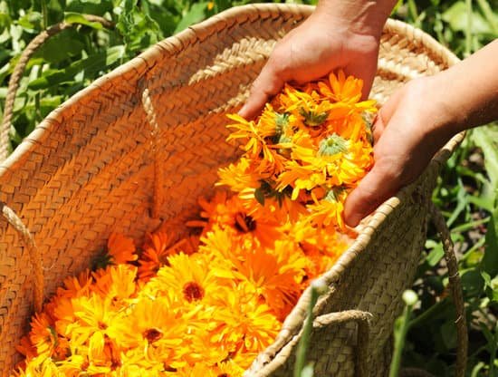 canva person harvesting calendula flowers MAD cSmLbPM